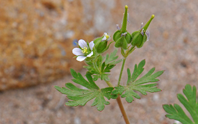 Carolina Geranium